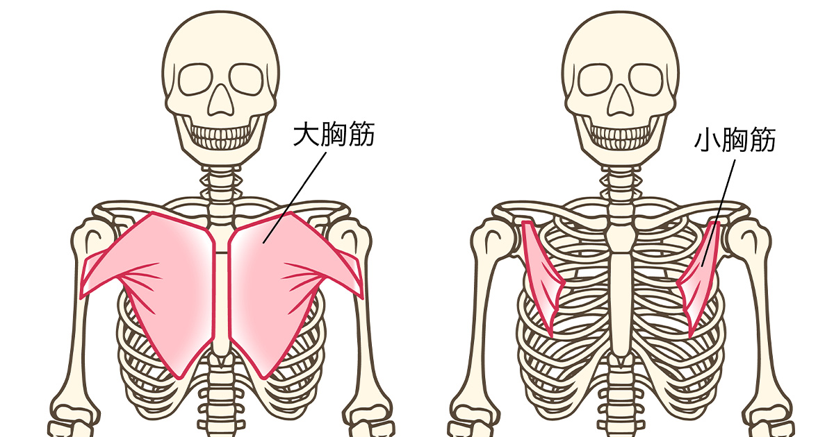 バストケアの要となる筋肉は、バストの土台となる「大胸筋」と「小胸筋」